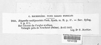 Amphisphaeria multipunctata image